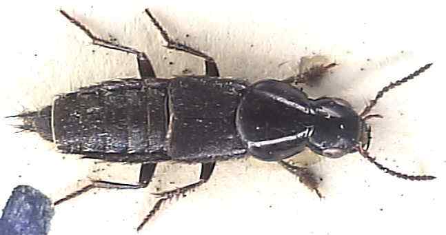 Quedius lateralis